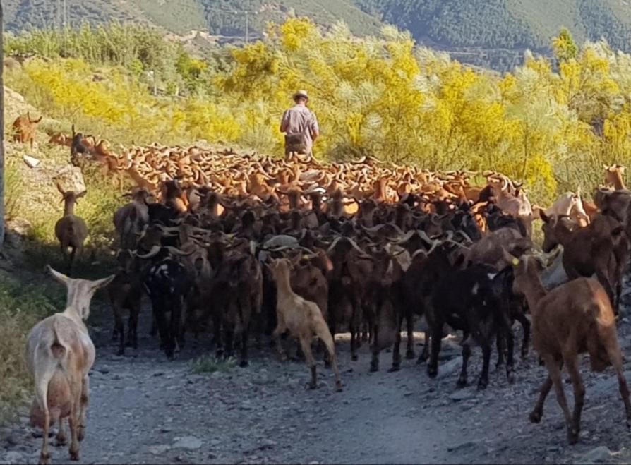 فندق أورخيفافي  Gateway To The Alpujarras, 'Cortijo Derry' المظهر الخارجي الصورة